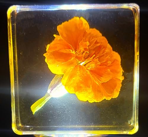 Image of 38mm Real French Marigold Flower in Crystal Clear Lucite Resin Specimen Botanist Herb Herbarium Tagetes Patula Collection for Botany Science Education & Desk Ornament Display Small Paperweight