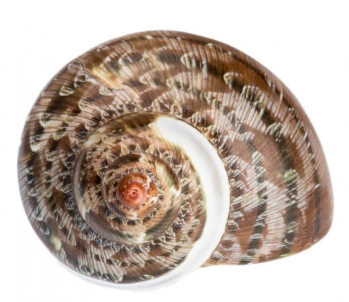 NaDeco Turbo petholatus, gestreift, Größe 4-6cm Gobelin Turbanschnecke Gobelin Turban Deko-Schnecken Marine Schnecke Meeresschnecke Maritime Dekoration Muscheln und Schnecken