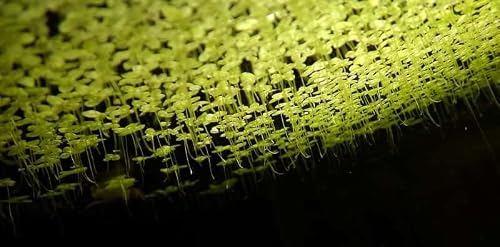 Duckweed (Lemna Minor) - 1200 Plants - Small Disabled Veteran Owned Company - South Shore Retail - Live Aquarium + Pond Plants