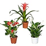 Florado - Juego de plantas de interior (flores rojas y rosas, plantas auténticas, una hoja, flamencos rojos, bromelia rosa)