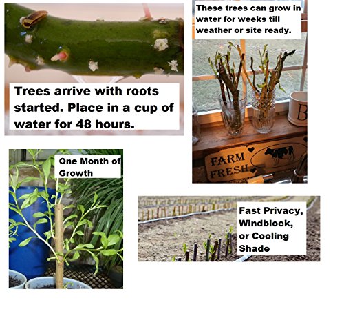 5 Willow Trees- Ready To Plant - 2 Weeping Willow Trees + 2 Austree Hybrid Willow Trees + 1 Corkscrew Willow Tree - Indoor Outdoor Live Trees - Bonsai Starts #TOP2