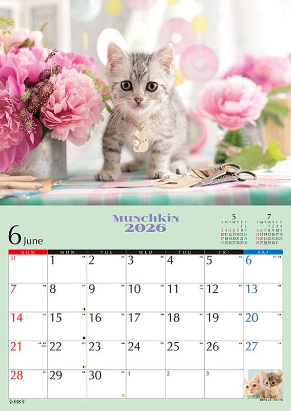 Amazon | [特典付] 子猫のマンチカン 2026年 壁掛けカレンダー CL-382