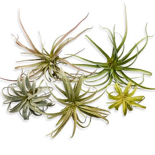 Casktcom Large Green Real Touch Faux Air Plants Lifelike Fake Tillandsia Pick Artificial Air Plants for DIY Garden Wedding Home Decor No Care Needed 5 pcs