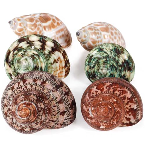 PPCLION Unstained Natural Hermit Crab Shells Pearl Turbo Seashell for Décor, 3 Kinds 6 PCS Size 1.5