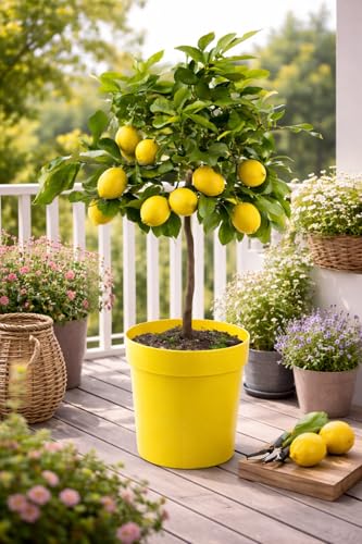 Citrus limon Lunario 80-100 cm – Echter Zitronenbaum für Garten & Terrasse – Vier-Jahreszeiten-Zitrone mit aromatischen Früchten – Winterharte Zitruspflanze für ganzjährige Ernte'