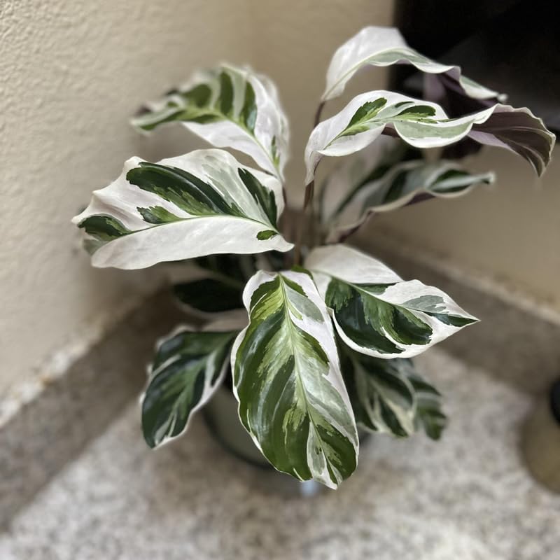Calathea Live Plant, Calathea Plant Live Houseplants, Calathea Prayer Plant Live House Plant, 4 Inches Pot