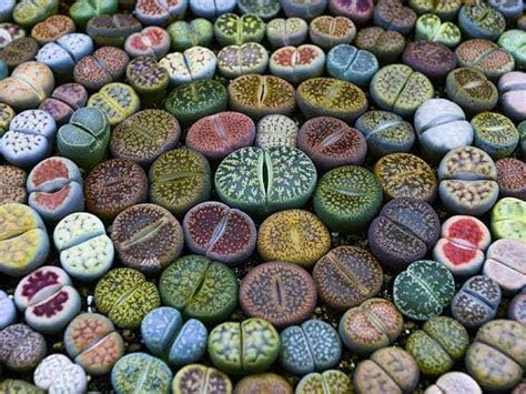 Genipap 100 Lithops Plant Seeds