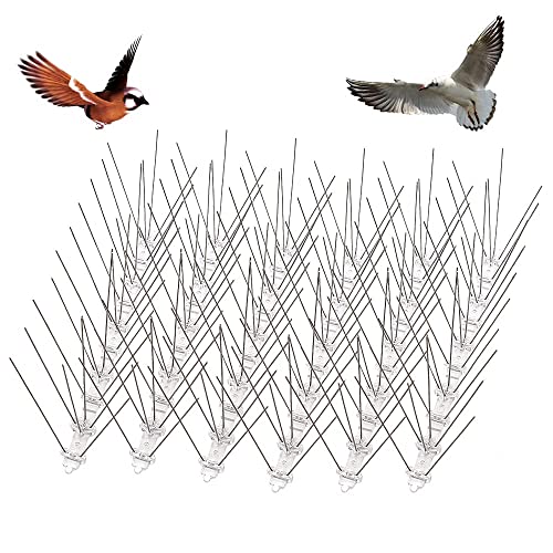 How to get rid of birds in roof (July 2024)