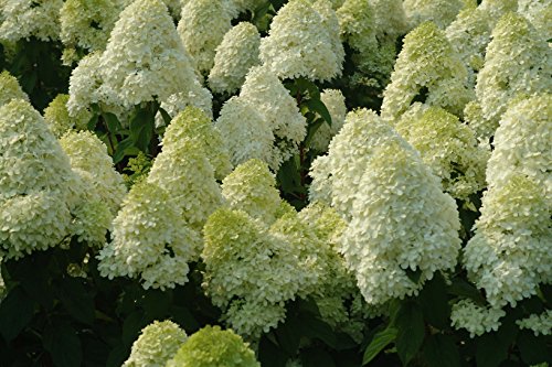 Limelight Hydrangea Paniculata - Live Plant Shipped 1-2 Feet Tall By Das Farms (No California) #TOP4