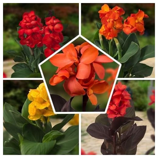 5 x Border Canna Pflanzen Kollektion | Mischung aus 5 Sorten | Große Canna Nacktwurzel Pflanzen/Stauden aus Holland (kein Samen en nicht winterhart)