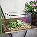 NCYP Small Rectangle Glass Terrarium Planter with Lid, 6.7 x 4 x 4.8 Inches Clear Black Geometric Flower Pot Box for Succulents Air Plant Fern, Tabletop Decoration (No Plants)
