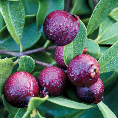 Muda Frutífera de Goiaba Roxa