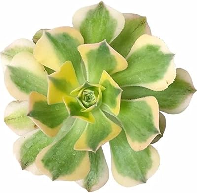 Aeonium Sunburst Variegated Succulent (4 inch)