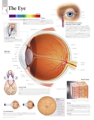 The Eye chart: Laminated Wall Chart