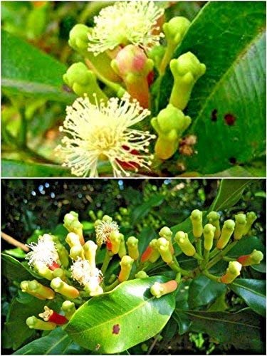 EdensField Clove Plant Syzygium aromaticum Labongo Laung plant 1 Plant in pot Live Clove Plant Syzygium aromaticum Labongo Laung plant 1 Plant in pot (B07YG8DXPG) Amazon Price History, Amazon Price Tracker