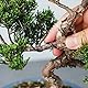Wazakura Aluminium Bonsai-Trainingsdraht 150 g, Hergestellt in Japan, Zweig und Stammformung - 3,0 mm Schwarz