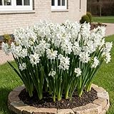 bulbi fiori perenni da esterno - 25 bulbi di narciso paperwhite profumati - fioritura estiva - piante e fiori esclusivi dall'olanda - per giardino e vaso (non semi, non artificiali)
