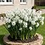 paperwhiter daffodils bulbs