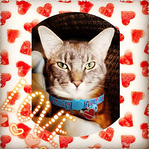 Boombone 2 Pack Valentines Day Cat Collar Breakaway,Safety Adjustable Collars With Bell For Kitten #TOP5
