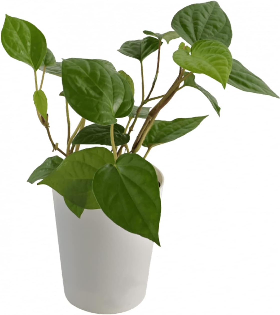 Indian Betel Leaf Plant with pot