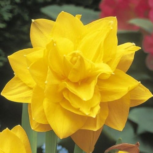 50 Large Double Daffodils Narcissus Golden Ducat bulbs , One Bag, Blooms Mid Spring -- Deer Won't Eat --- Like Ice Follies or Unsurpassable
