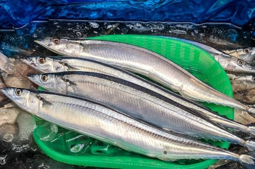 新物さんま 三陸～北海道水揚げ サンマ 秋刀魚 2kg（14～16尾程度） 【仙台市中央卸売市場 買参人登録】 (２キロ)のサムネイル