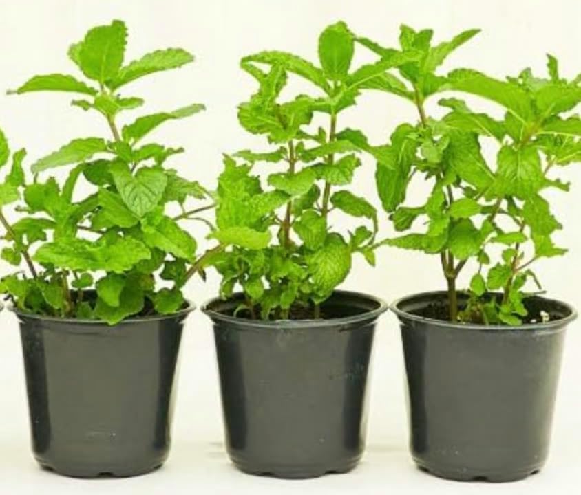 Live Peppermint Plants, 3 Pack in 4 Inch Pots, Fresh Culinary Herb. California Delivery