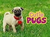 ping pong show bangkok tripadvisor  Cutie Pugs - Season 1