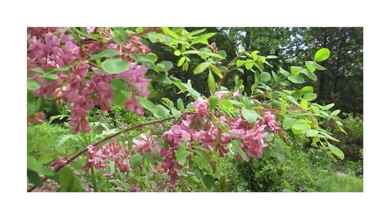 Informazioni importanti: attribuiamo grande importanza alla qualità e all'elevato tasso di germinazione dei nostri prodotti, motivo per cui evitiamo lunghi periodi di conservazione.