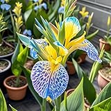 Canna Gartenbepflanzung-Canna Rhizome-Elegante Rhizome-Blühende Rhizome-Winterhart Rhizome-Landschaftsgestaltung-3Rhizome-D