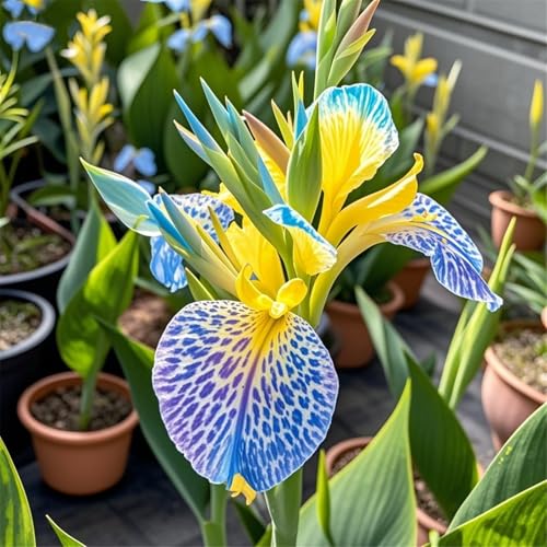 Canna Gartenbepflanzung-Canna Rhizome-Elegante Rhizome-Blühende Rhizome-Winterhart Rhizome-Landschaftsgestaltung-1Rhizome-D Canna Gartenbepflanzung-Canna Rhizome-Elegante Rhizome-Blühende Rhizome-Winterhart Rhizome-Landschaftsgestaltung-1Rhizome-D