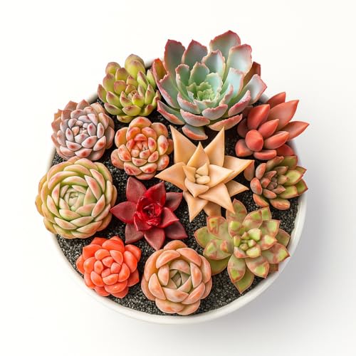 24pcs Succulents Plants Live – Easy Care Bare Root Succulent,