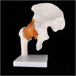 Anatomy Model, Lifesize Functional Hip Joint w Ligament Femur Model for Human Skeleton Osteology Anatomy Learning Lab Supplies for Medical Demonstration