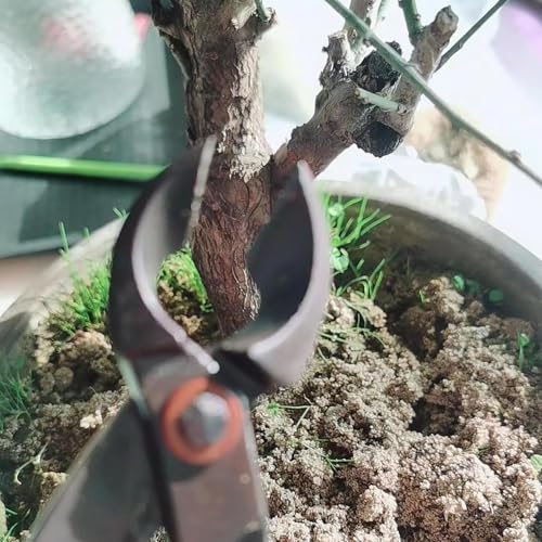 Bonsai Tools, Cortador de Rama Cóncava 8 Pulgadas Acero miniatura 5