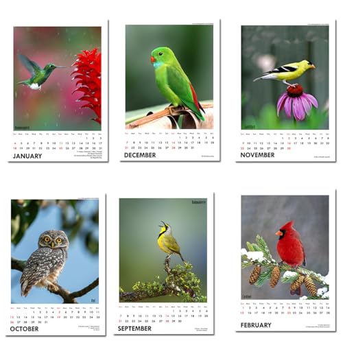 Image of Tallenge - New Year 2025 Wall Calendar - Winged Beauties, Birds - 12 x 17 Inches for Home & Office (Paper, Wall Calendar)