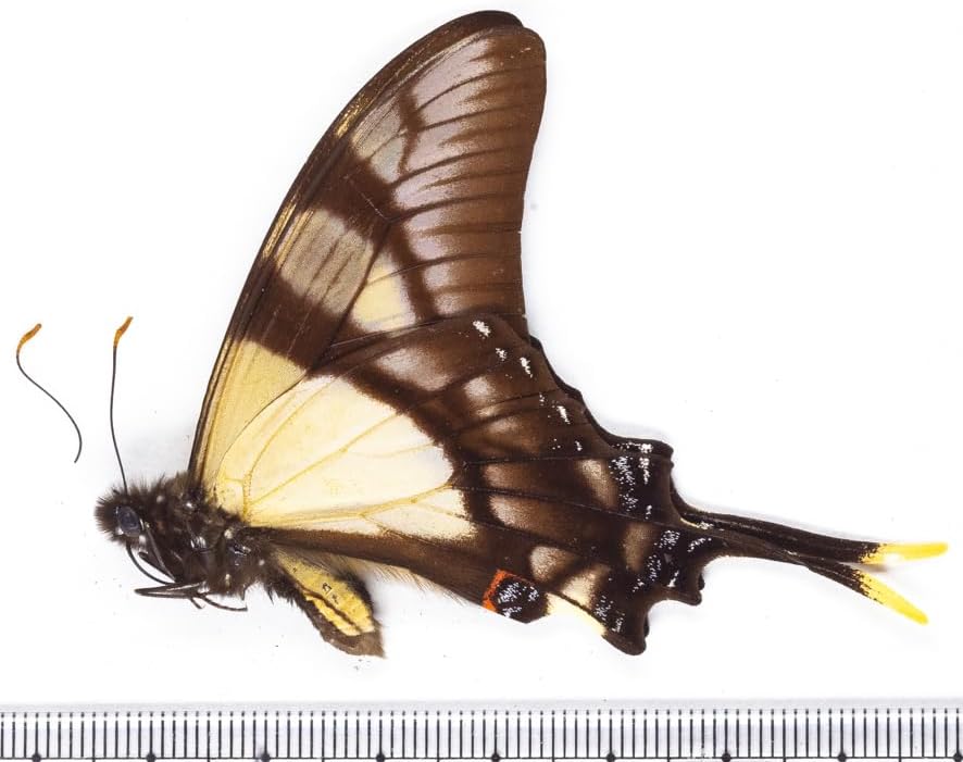 未展翅・昆虫標本No.024 セルビレタイマイ標本定形外発送合計3000以上で!!From Finch