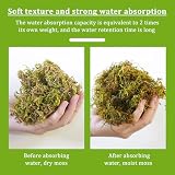 BEELUKY sphaigne naturelle séchée 200 g pour terrarium humide photo 5