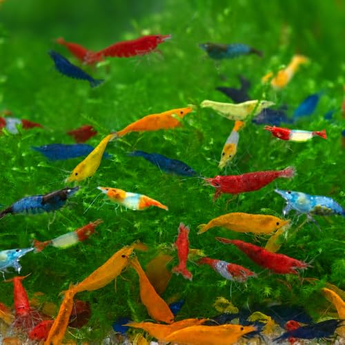 Image of Swimming Creatures Freshwater Aquarium Shrimp - A Perfect Combo to Brighten Your Aquarium! (20 Mixed)