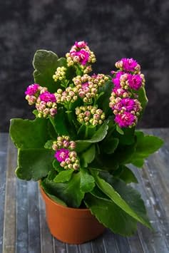 New 100pcs Kalanchoe Flower Seeds Purple Generic