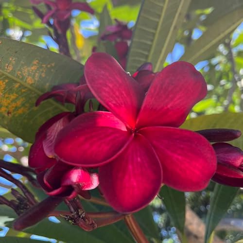 semillas de frangipani, comprar, plumeria frangipani, mini jardín resistentes, interior 200pcs
