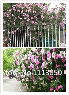 Mehrfarbig: Sale! 50 Stücke 10 Arten Bonsai Polyantha Rose Samen 100% Echte Organische Blühende Blumensamen Gartenpflanze: Only Seeds