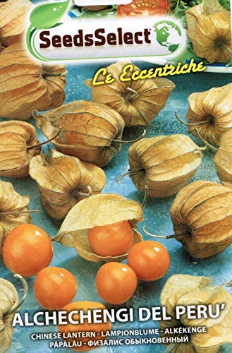 Seed Plant Officinal alchechengi of Peru, 2 Line Maxi Envelopes, mondonatura SRL