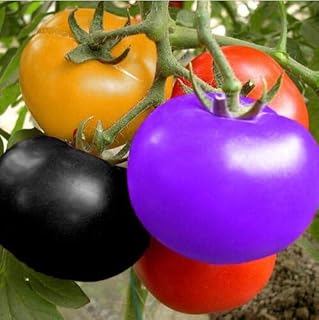 Generic 50 / Bag arrampicata Bonsai pomodoro commestibile piante di pomodoro vegetali Non OGM Pot alimento vegetale giardino di casa: Pomodoro: Only Seeds