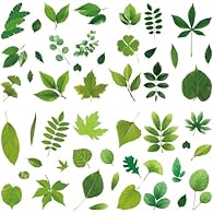 Leaf Wall Stickers: This window stickers made of various greenery patterns, full of fresh and natural atmosphere, green decoration brings you a happy mood at the same time can also help prevent birds from hitting the window. Size: The size of these w...