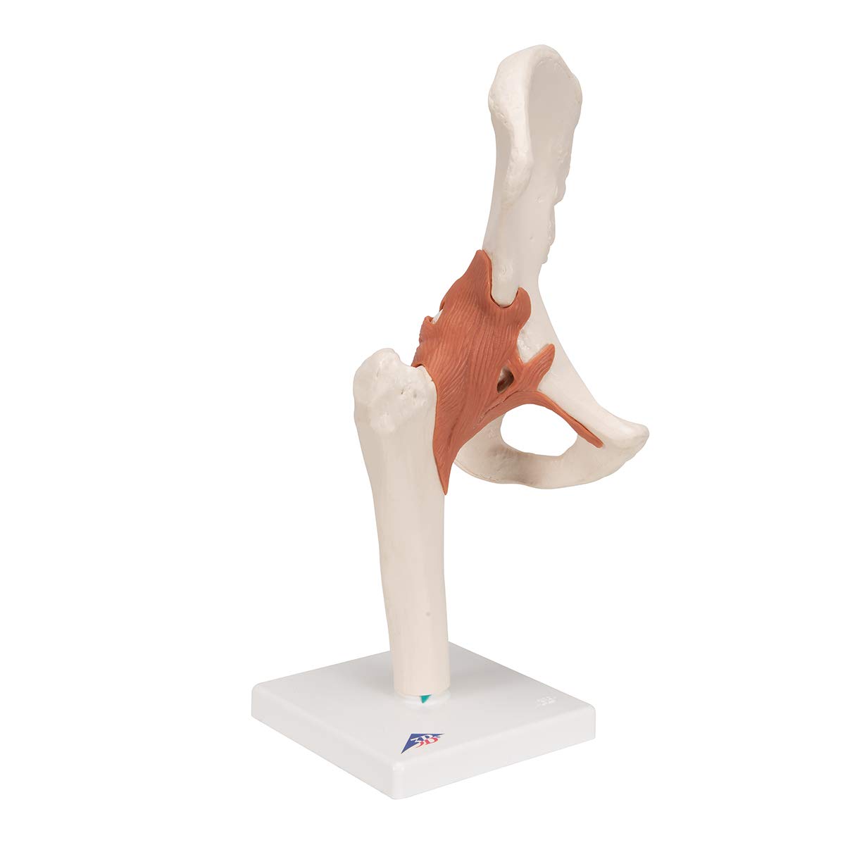 3B Scientific A81 Articolazione dell'Anca, Modello Funzionale + software gratuito di anatomia - 3B Smart Anatomy