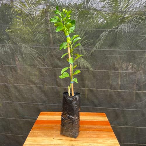 Muda Frutífera de Tangerina Dekopon Enxertada