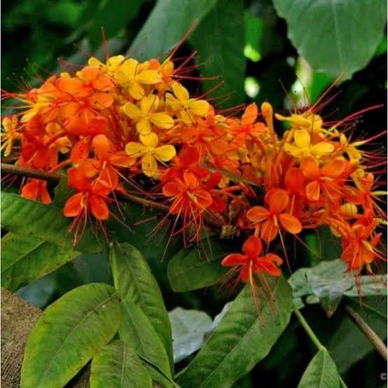 🅼🆅🅺🆁 Live Ashok Plant | Pack of 1 Plant | Ashoka Sarka Plant l (B0CWS7C6GB) Amazon Price History, Amazon Price Tracker