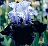 Dangerous Mood, Colorful Bearded REBLOOMING IRIS (1) Rhizome/Bulb/Root Ready for Planting Now