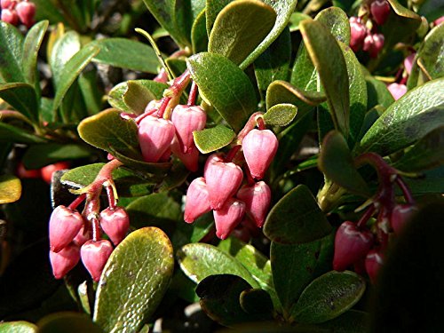 20 Semi Uva ursina Arctostaphylos Uva-Ursi Kinnikinnick Pinemat Manzanita Fiore:Seeds