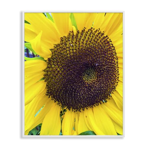 Sunflower Florets Botanical Nature, 24 x 30 Inch Framed Giclée Print